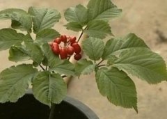 ����η��������Լ�����Ƶ[ũ�����]