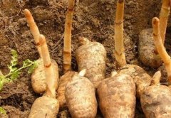 ����ȼ���ô����?