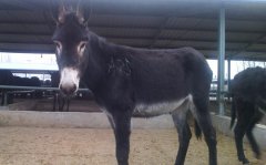 һͷ¿�����ڶ೤?һ���ܲ�������?