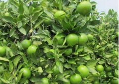 [ũ�����]���ٺ���ֲ������Ƶ