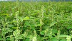 ��ţϥ��ֲ���طֲ�