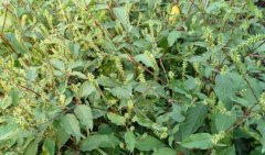 ��ͬ������ţϥ�������ֲʱ�估���ַ���