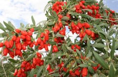 �л������ֲ�������½��л�����������������ɵ�