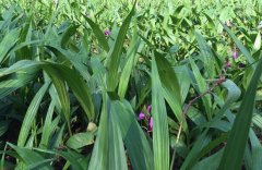 �����ְ�ܸ������ʯ�� ������ֲҩ���̾���ƶ·