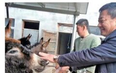 ��¿��ֳ���ڶ�Ч��߳�Ϊũ���¸��ĺ���Ŀ