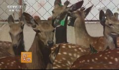 ������������÷��¹��˫��÷��¹��ֳ����