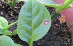 ��������ֲ���۲��ķ���֢״�����η���