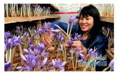 �����ŵ�Ӣ��ֲ�غ컨20Ķ ������20����Ԫ