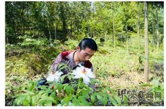 ��ɽ����ֲĵ�� 90��С���������̨ɽ�Ͽ����¸���