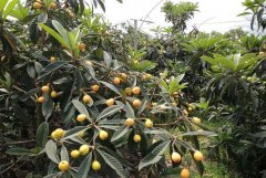 ����������ֲ������Ƶ