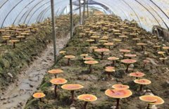 Ŀǰ������֥����������