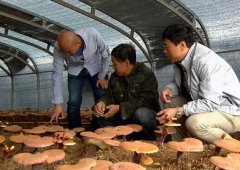 �˹���ֲ��֥�ļ���Ҫ�졢�ճ������Ͳ�����֥���ӷ�