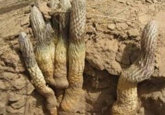 ɳĮ����ֲ����ҩ�������سɵ���ũ���¸��ġ��ƽ𡱲�ҵ