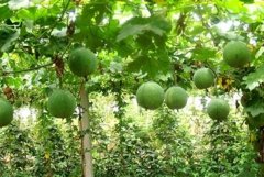 ��������¥���Ӵ�ѿ