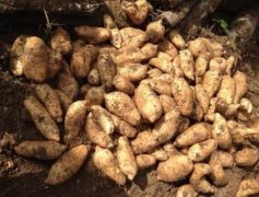 ��������ЩƷ��?��ֲʲôƷ�ֵ�����Ч���