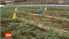 [�Ƽ�Է]����������ֲ ���⼼�� �ֵ�������