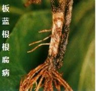 �������������ķ���