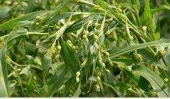 ޲����ֲ��Ķ�����Ƕ���