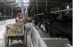 ����¿��ֳ40ͷ�������30����Ԫ ��ũ��ġ�С���С�