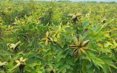 ��ֲ����ĵ������ߵ����մ� Ͷ�������