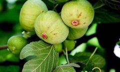 �ļ��������޻�����