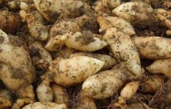 ��������ֲ���� 20��Ķ������15��Ԫ