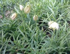 �㱴ĸ�Ĳ��ռ��ӹ�����