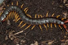 ���������ÿ����500Ԫ����ɽ�ա������������񡰷�ҩ�ơ�