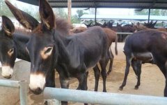 ë¿�۸�������ǵ�ԭ�����