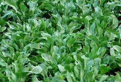 �������Ĳ���ʱ�����ֲ����