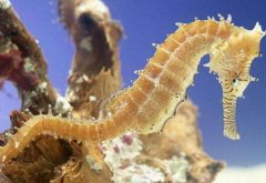 ������ֳЧ��� ������ˮ�еġ�������������