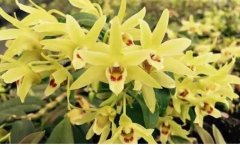 ����ֳ�󻧡�ת����ֲ��Ƥʯ�� �����¸�·