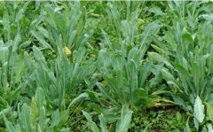 ��ֲ�������������ջ�