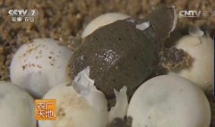 [ũ�����]�ƺӱ���ֳ������Ƶ