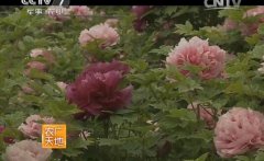 [ũ�����]ĵ������ЩƷ��?ĵ��Ʒ�ֽ��ܴ�ȫ