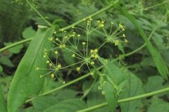 ��ֲ�����ɽ�����δ��񡰿ڴ���Խ��Խ��