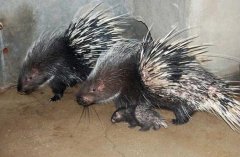 һͷ����������ǧԪ ����¡�أ���ֳ�������á����¸���