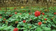 ���ߺڰ߲���Բ�߲���������?���ߺڰ߲���Բ�߲��ķ��η���