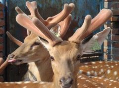 [ÿ��ũ��]¹˾��֣������÷��¹ һ��ֻ��һ�ε�¹�����ŵ�