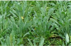 ��������һĶ�صĲ���