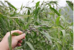 ޲���ʺڷ۲��ķ��η���