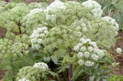 ���Ƶ���������Щ?���ְ����������