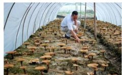 ��������������ֲ��֥�����ٻ�ũ������