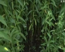 ��ֲ�ز��׹��� �������鲨�� ���ʱ�䳤