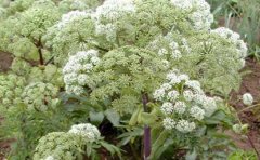 ���ƵĲ��ַ���