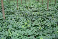 ������ֲ����Ҫ�������