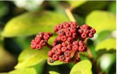 �㽭�����ܳɸ���ֲ������ �������10���Ԫ