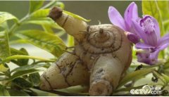 ����ɫʱ�ա�������Ǭ����ֲ��ܸ ������� �ɽӡ��׸�����