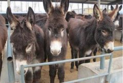 ë¿�г�����ȱ�ھ޴� ���˽�������¿Ҳ�᲻׬����