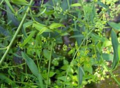 ���������Ҫ���溦����